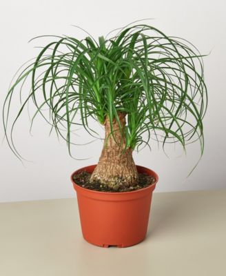 House Plant Shop