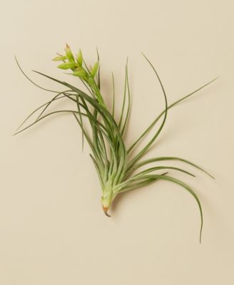 House Plant Shop