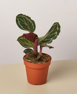 House Plant Shop
