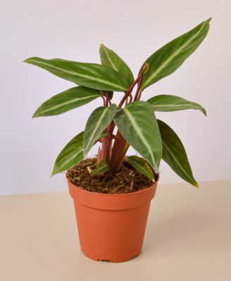 House Plant Shop
