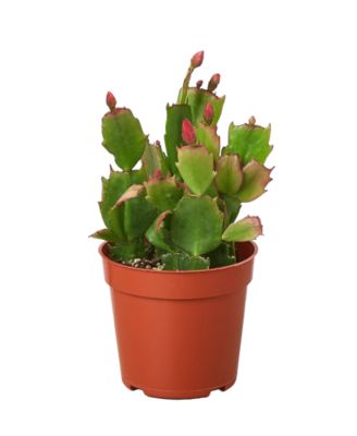 House Plant Shop