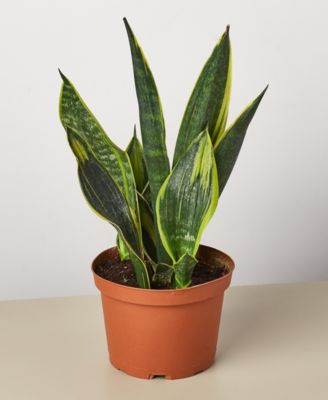 House Plant Shop