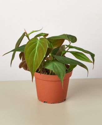 House Plant Shop
