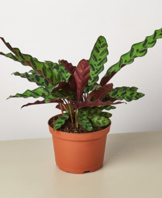 House Plant Shop